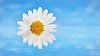 Close-up from a daisy in the water on a pastel blue sky