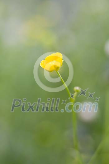 Natural Wild Flower Series in a romantic way Natural Wild Flower Series in a romantic way