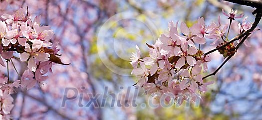 Natural Wild Flower Series in a romantic way Natural Wild Flower Series in a romantic way