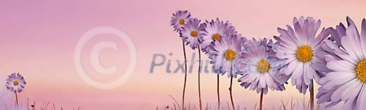 Digital Composite of Pink Daisies Digital Composite of Pink Daisies