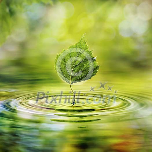 Digital Composite from Forest Scenery Digital Composite from Forest Scenery
