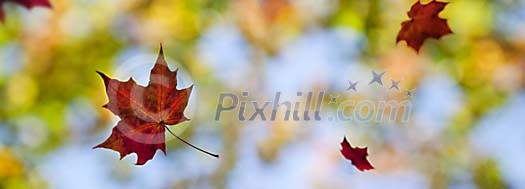 Digital Composite from Autumn Scenery Digital Composite from Autumn Scenery