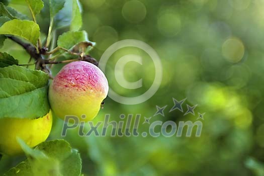 Wild apple hanging in a tree