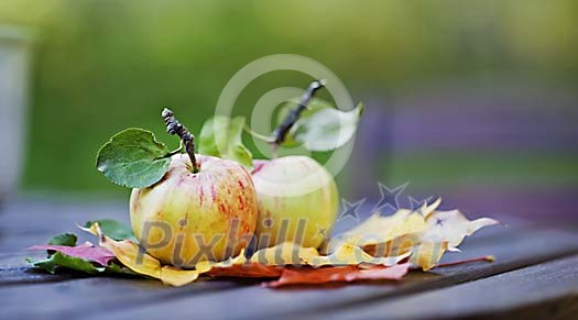 Wild Apples on Garden Table Top Wild Apples on Garden Table Top