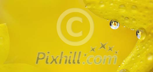 Close-up from a water-drop on daffodil leafs. Close-up from a water-drop on daffodil leafs.