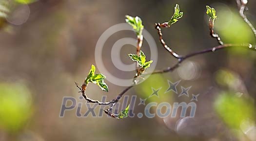 New life begins again New life begins again