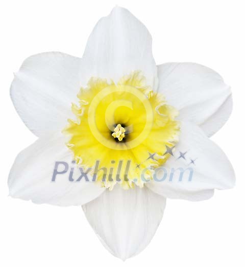 Isolated daffodil with white leafs Isolated daffodil with white leafs