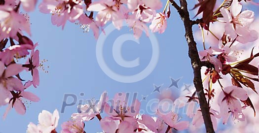 Cherry Tree in Bloom Cherry Tree in Bloom