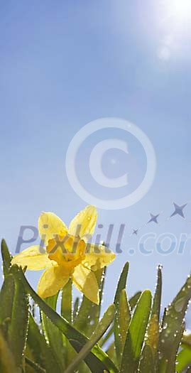 Daffodil in the sun after shower Daffodil in the sun after shower