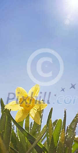 Daffodil in the sun after shower