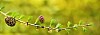 Fresh young cone growing on Larch branch during spring/summer