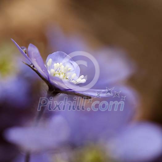 Natural Wild Flower Hepatica nobilis, with Copy-space Natural Wild Flower Hepatica nobilis, with Copy-space
