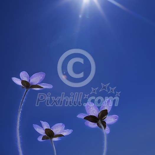 Conceptual Wild Flower Hepatica nobilis, with Copy-space. Conceptual Wild Flower Hepatica nobilis, with Copy-space.