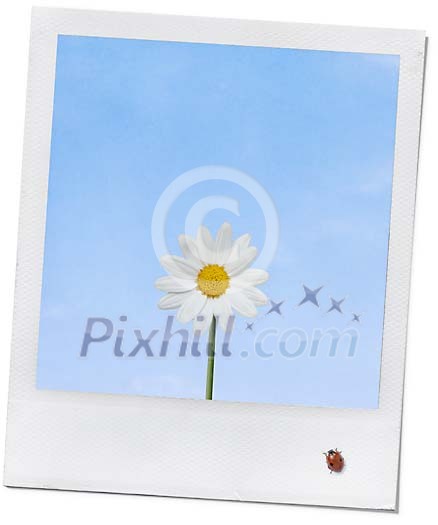 Ladybird on a polaroid of a daisy Ladybird on a polaroid of a daisy