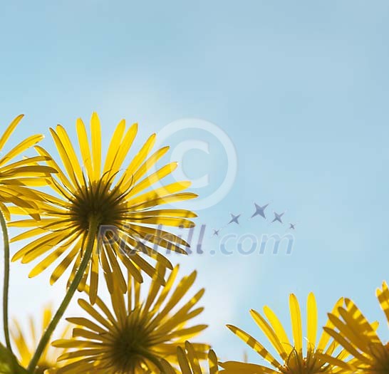 Yellow Flower looking towards the sun Yellow Flower looking towards the sun