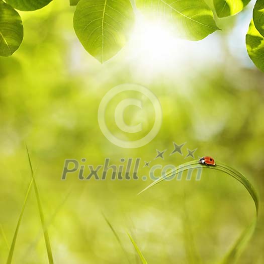 Ladybird sitting on a grass blade in morning sun