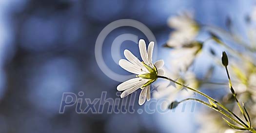 Greater Stitchwort in evening sun Greater Stitchwort in evening sun