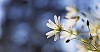 Greater Stitchwort in evening sun