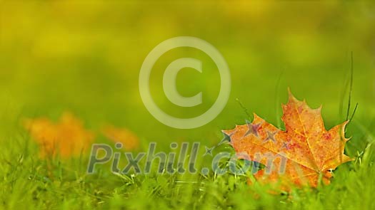 Maple Leaf on the Grass Maple Leaf on the Grass