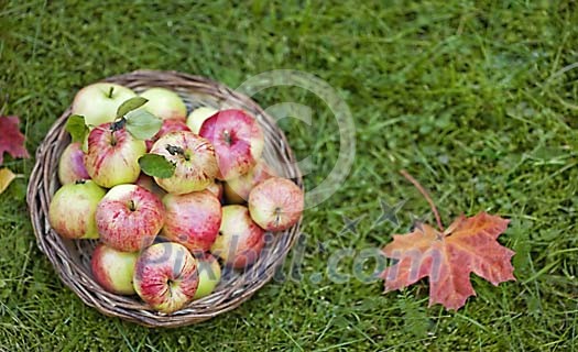 Basket filled with apples on grass Basket filled with apples on grass
