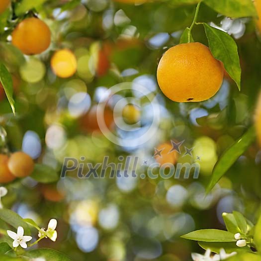 Natural Orange on a tree Natural Orange on a tree