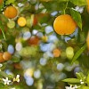 Natural Orange on a tree