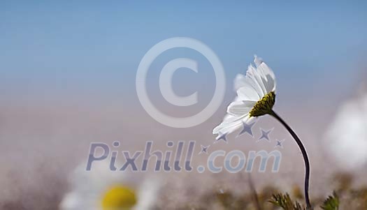 Daisy between the rocks in heavy wind Daisy between the rocks in heavy wind