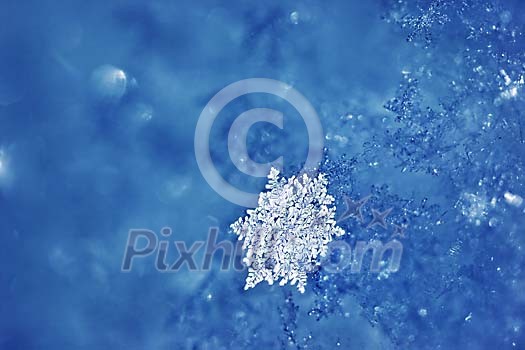Real Snowflakes Real Snowflakes