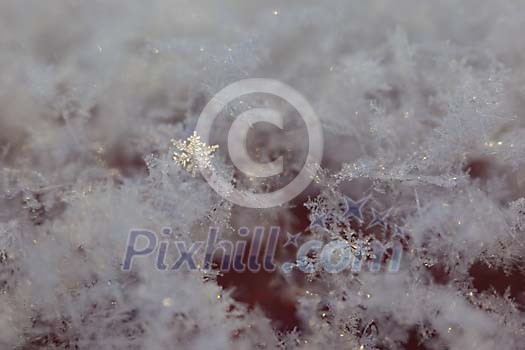 Real Snowflakes Real Snowflakes