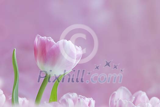 Pink Tulips Pink Tulips