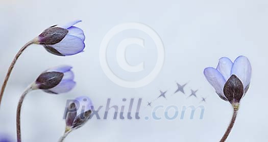 Wild flowers in the snow Wild flowers in the snow