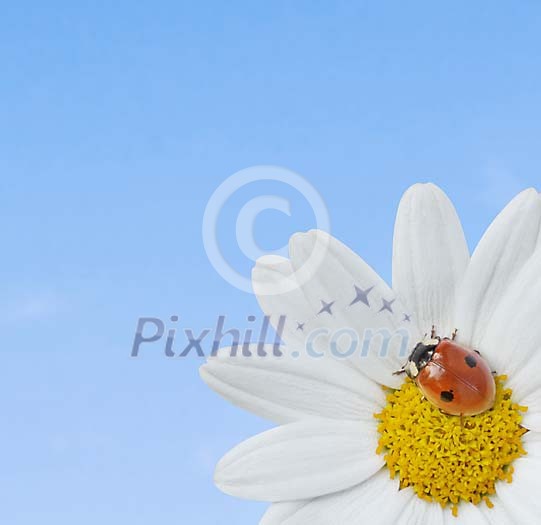 Ladybird on a daisy Ladybird on a daisy