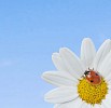 Ladybird on a daisy