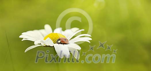 Ladybird on a daisy in the forest Ladybird on a daisy in the forest