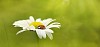 Ladybird on a daisy in the forest