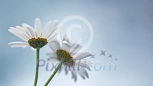 Two Daisies against blue sky Two Daisies against blue sky