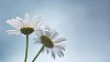 Two Daisies against blue sky