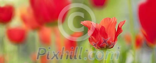 Red tulips in the garden Red tulips in the garden