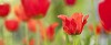 Red tulips in the garden