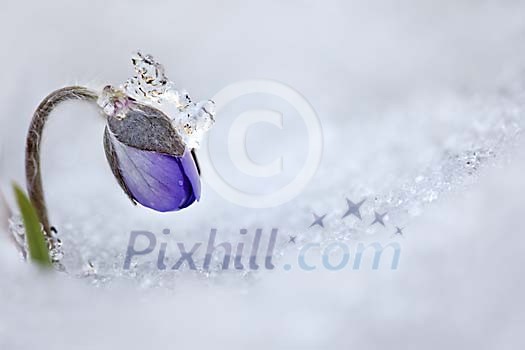 Anemone Hepatica between melting ice Anemone Hepatica between melting ice