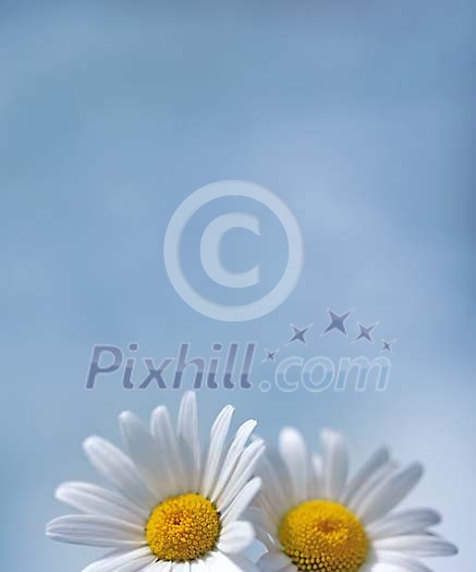 Two daisies brotherly looking up Two daisies brotherly looking up