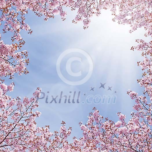 cherry tree blossoming cherry tree blossoming