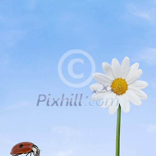 Ladybird on her way Ladybird on her way