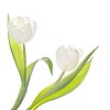 Two white tulips on white background