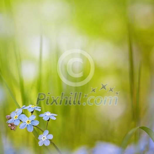 Forgetmenot (Myosotis sylvatica) in natural surroundings