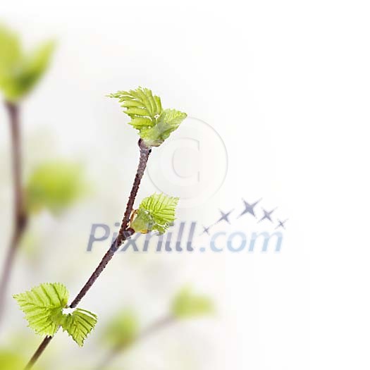 Fresh leafs on a twig Fresh leafs on a twig