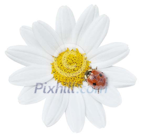 Ladybird on a daisy