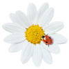 Ladybird on a daisy