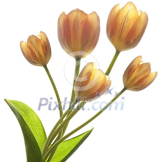 Tulips near the window Tulips near the window