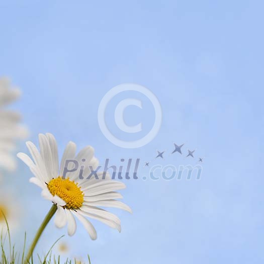 Daisy in the field under pale blue sky Daisy in the field under pale blue sky